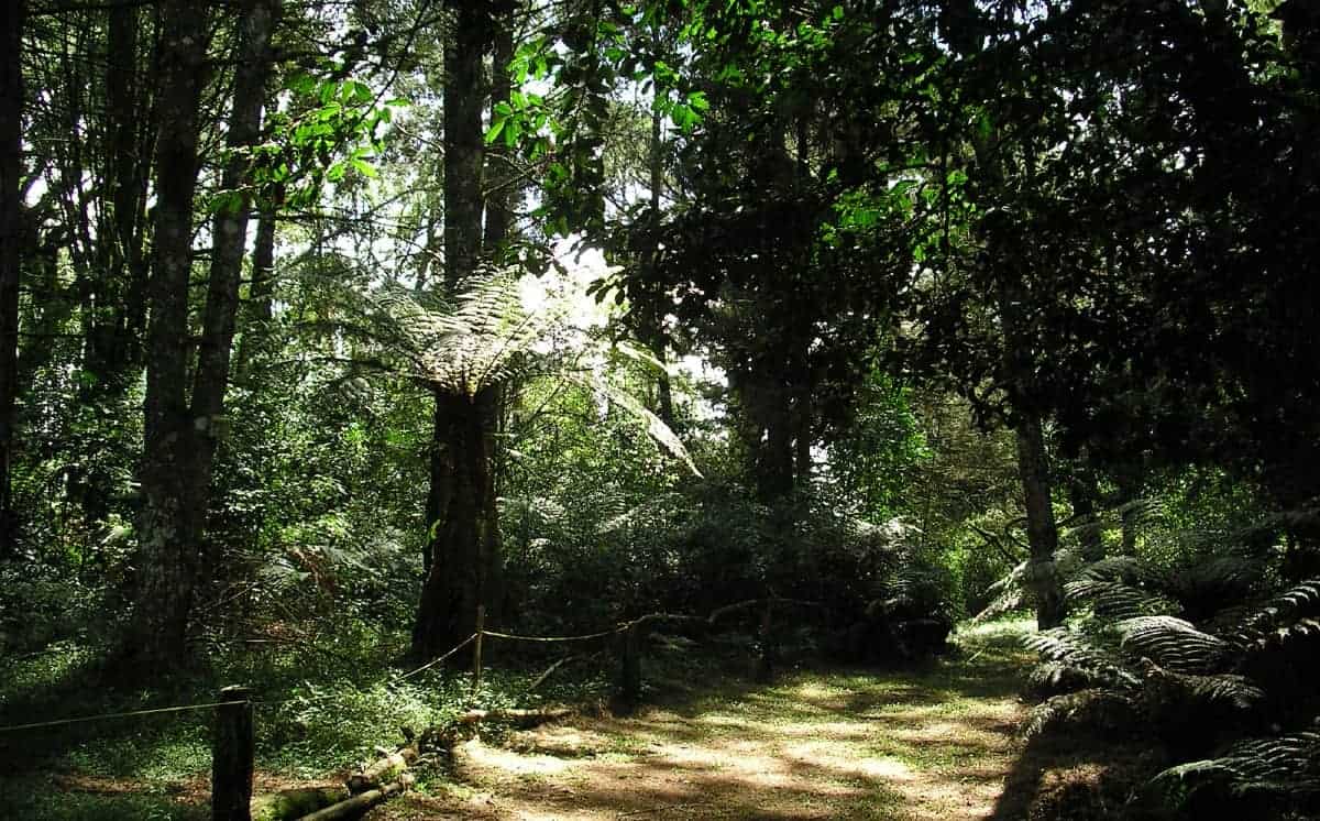 árvores sequoias em Canela