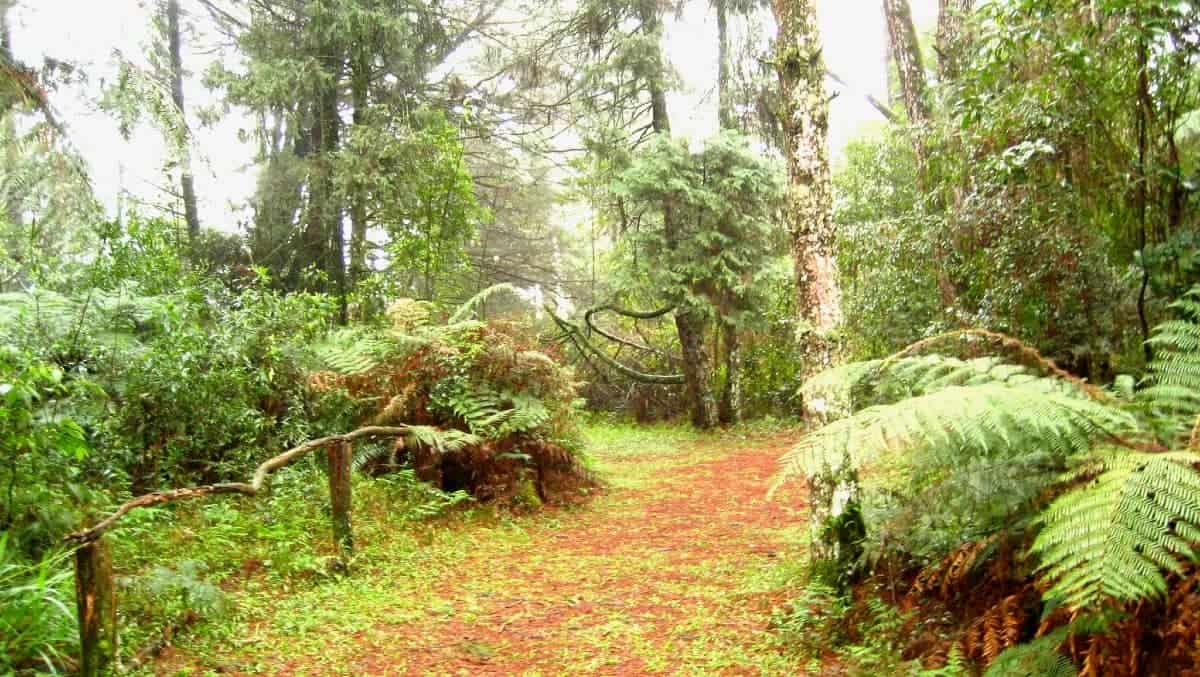 parque das sequoias gramado
