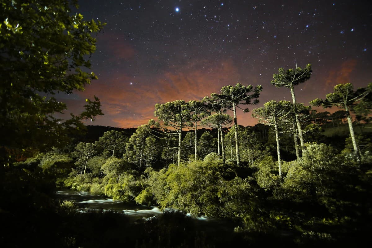 floresta araucária São José dos Ausentes