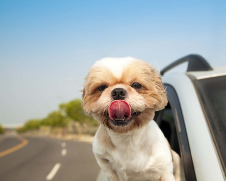 cachorro viajando na estrada